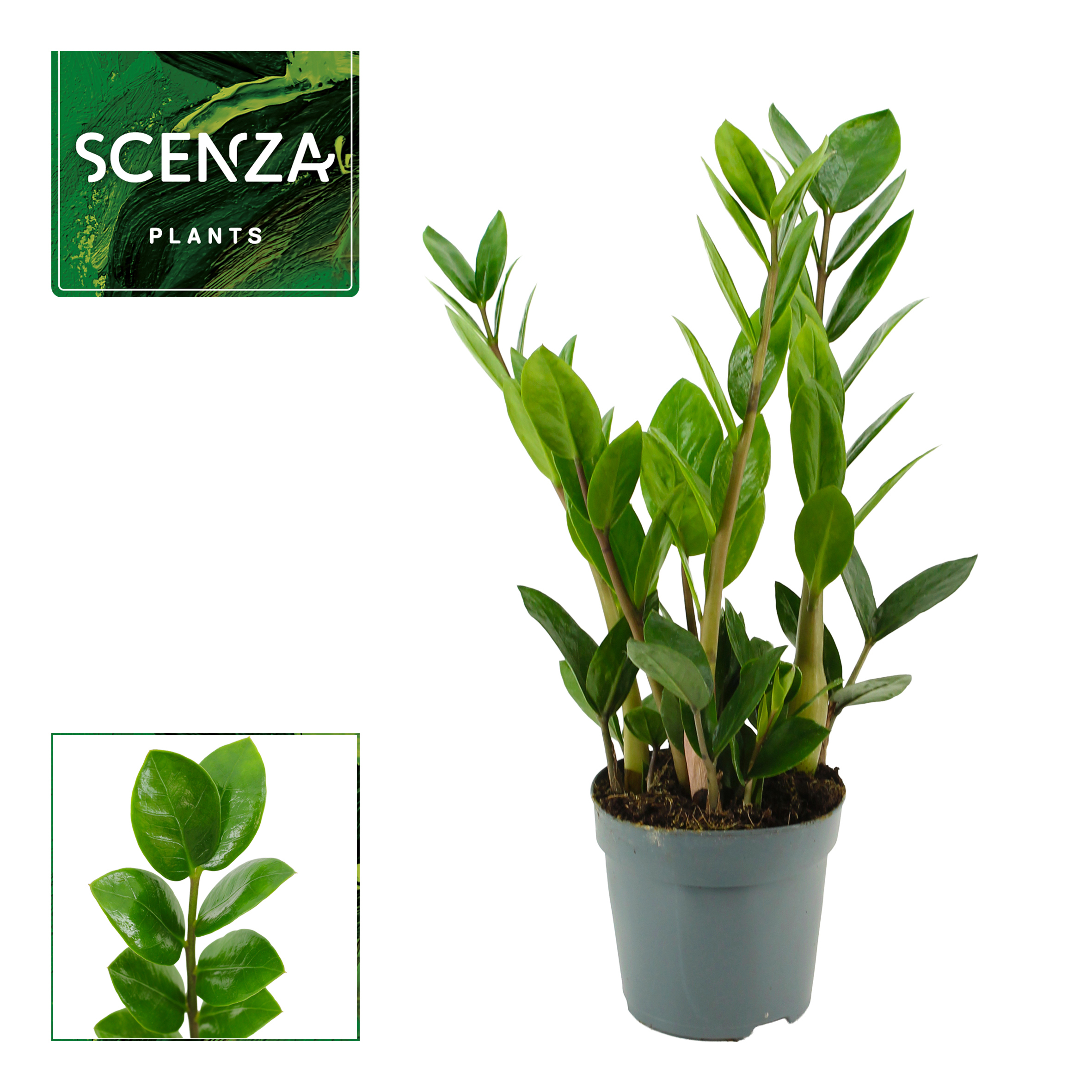 Горшечные цветы и растения оптом Zamioculcas Lima 3+ от 11шт из Голландии с доставкой по России