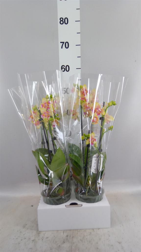 Горшечные цветы и растения оптом Phalaenopsis ...yellow от 4шт из Голландии с доставкой по России