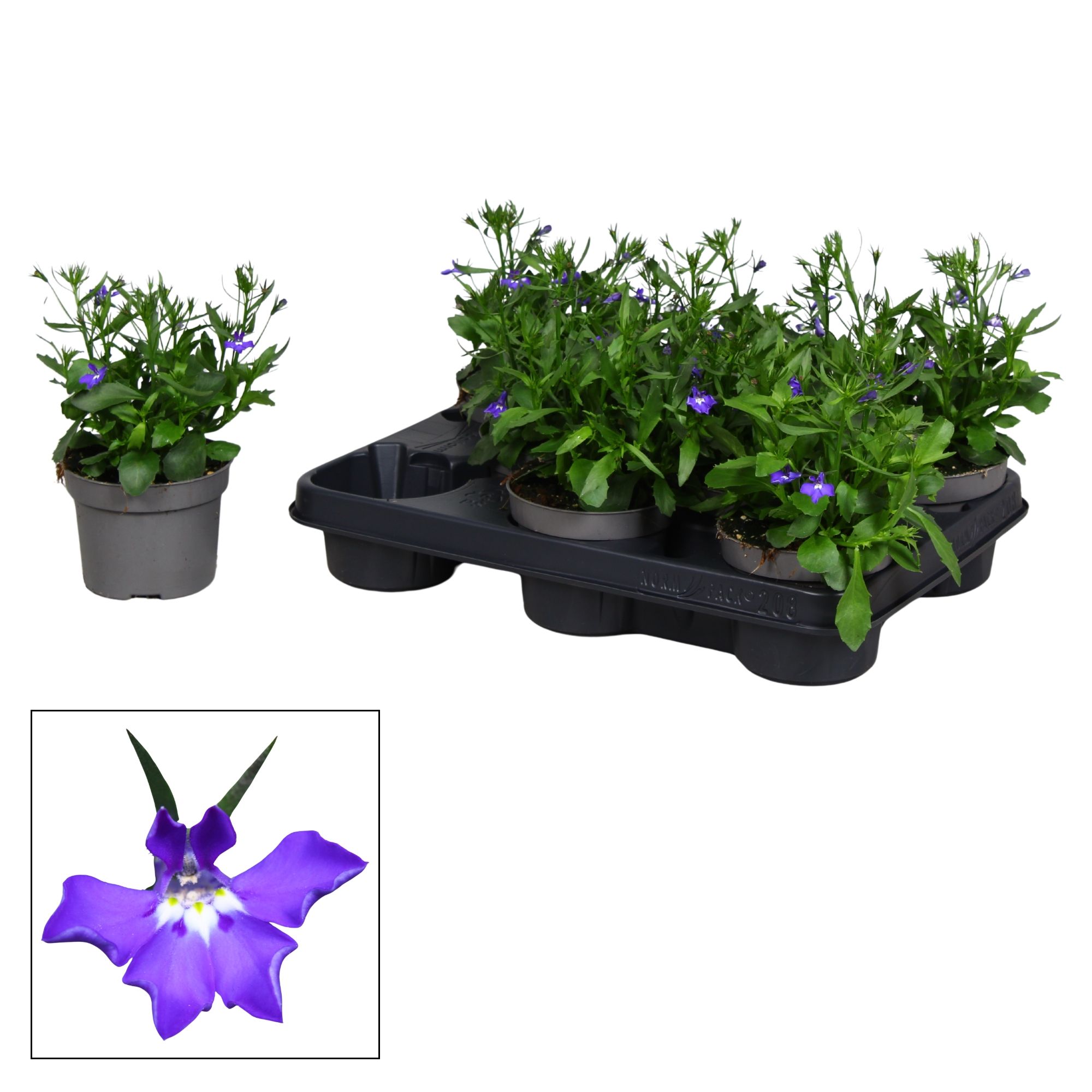 Горшечные цветы и растения оптом Lobe Purple Star от 12шт из Голландии с доставкой по России