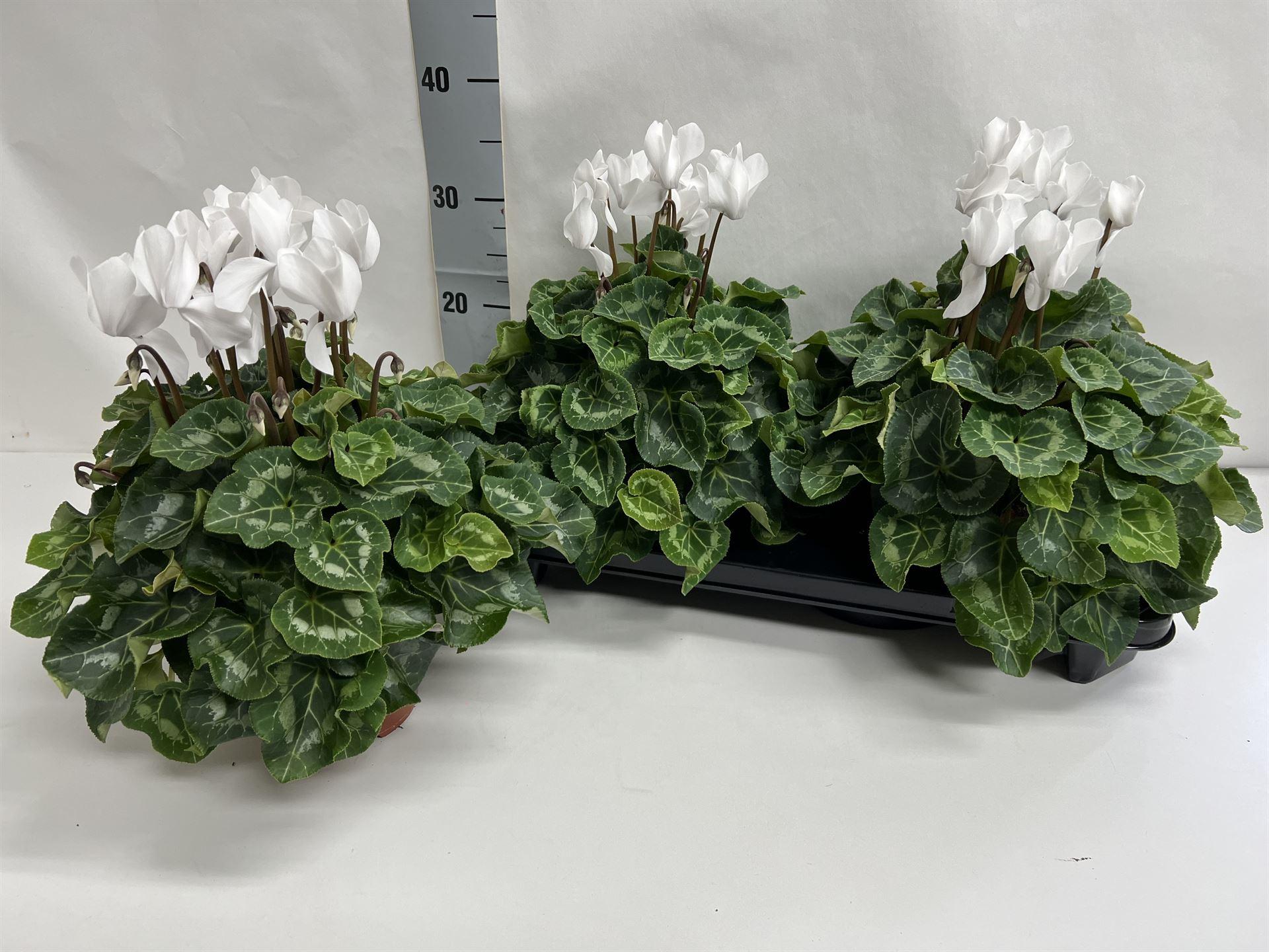 Горшечные цветы и растения оптом Cyclamen Gr xl от 2шт (для телеги) из Голландии с доставкой по России