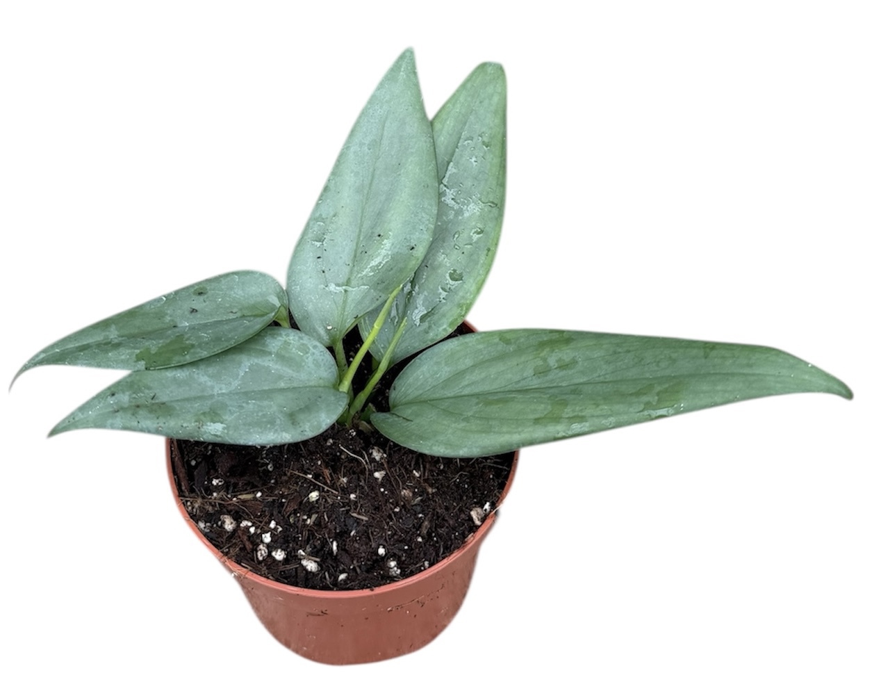 Горшечные цветы и растения оптом Scindapsus Hederaceus Silver от 1шт из Голландии с доставкой по России