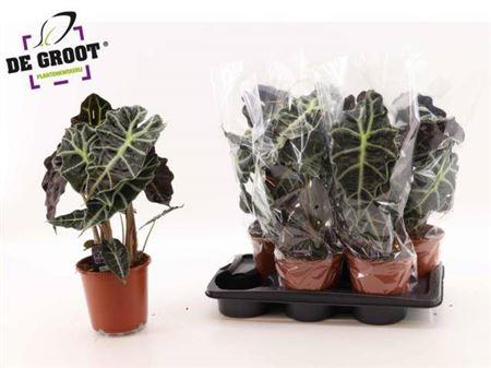 Горшечные цветы и растения оптом Alocasia Polly от 6шт (для телеги) из Голландии с доставкой по России