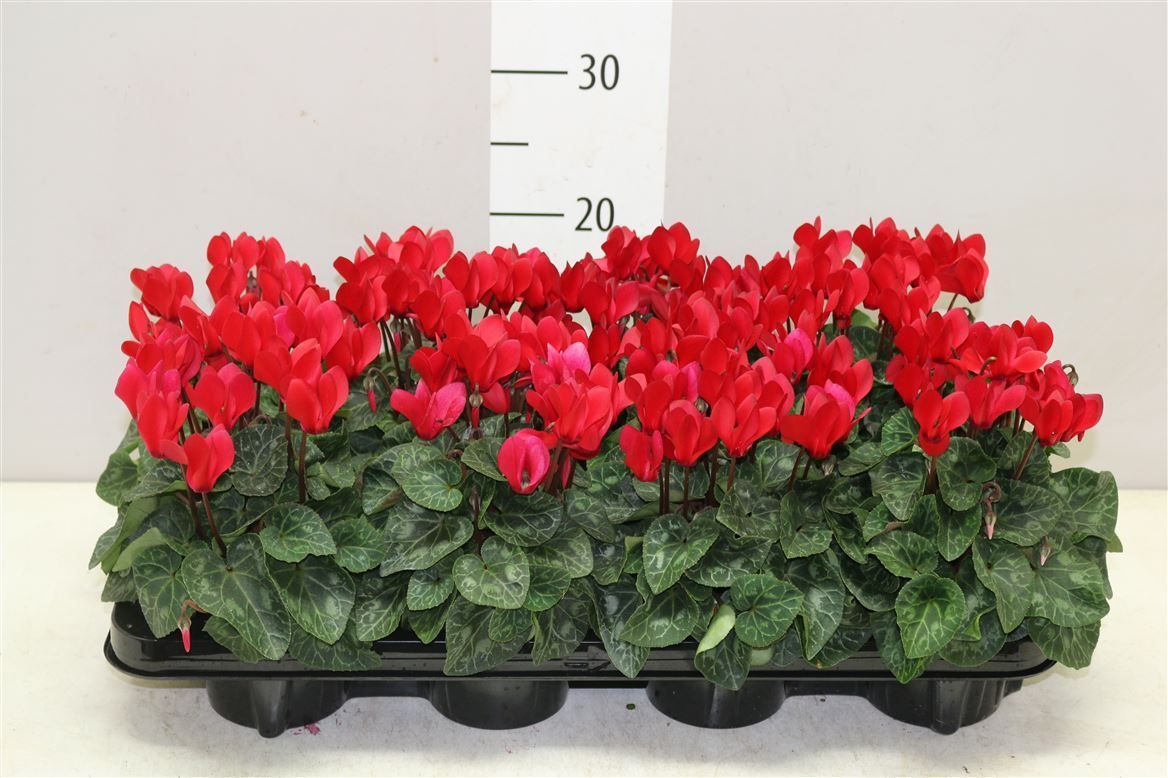 Горшечные цветы и растения оптом Cyclamen Kl S S Rood от 8шт из Голландии с доставкой по России