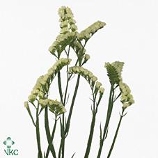 Срезанные цветы оптом Statice yellow sun birds от 25шт из Голландии с доставкой по России