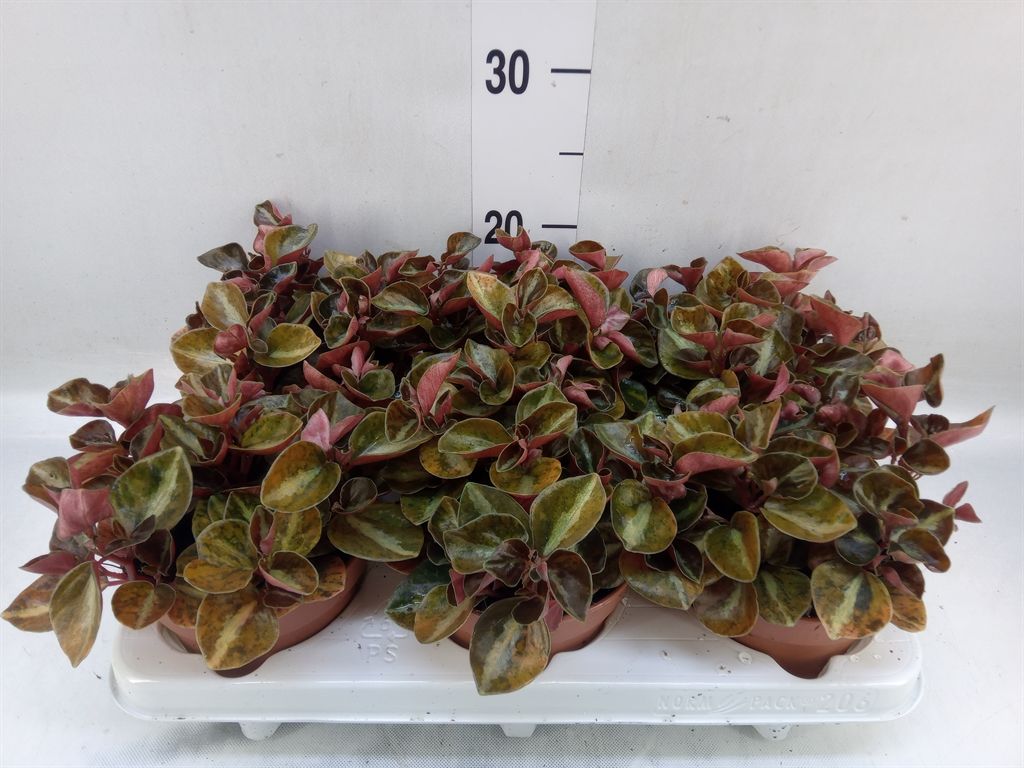 Горшечные цветы и растения оптом Peperomia от 6шт' из Голландии с доставкой по России