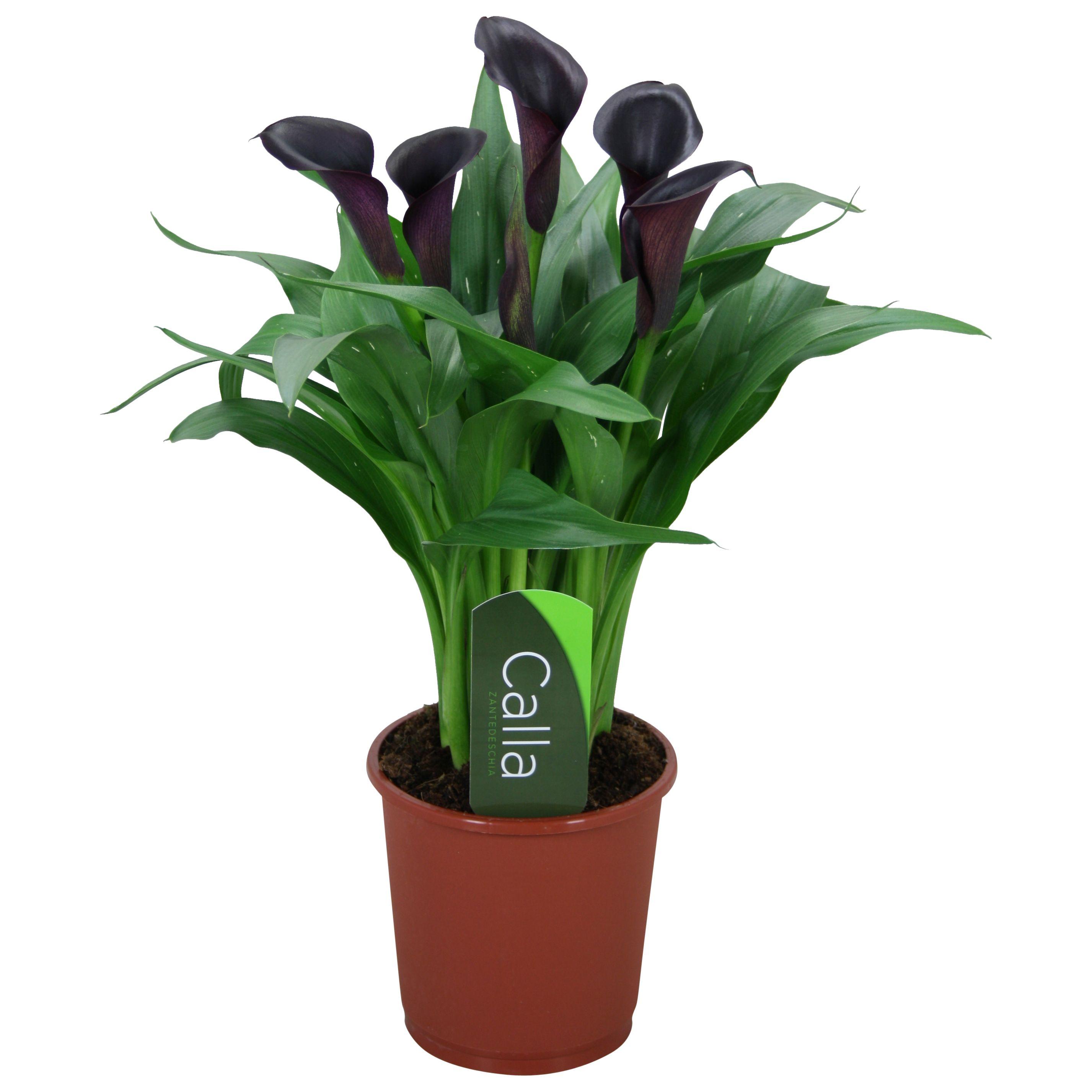 Горшечные цветы и растения оптом Zantedeschia Odessa Black 5+ от 8шт из Голландии с доставкой по России