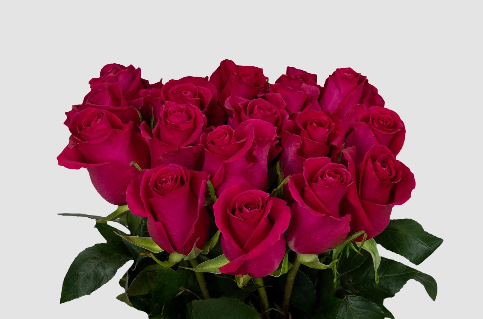 Срезанные цветы оптом Rosa ec gotcha от 125шт из Голландии с доставкой по России