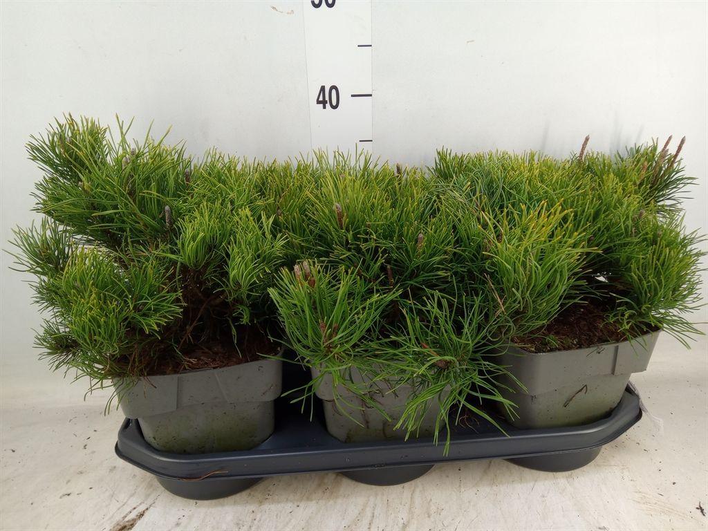 Горшечные цветы и растения оптом Pinus Mugo Var. Pumilio от 3шт из Голландии с доставкой по России