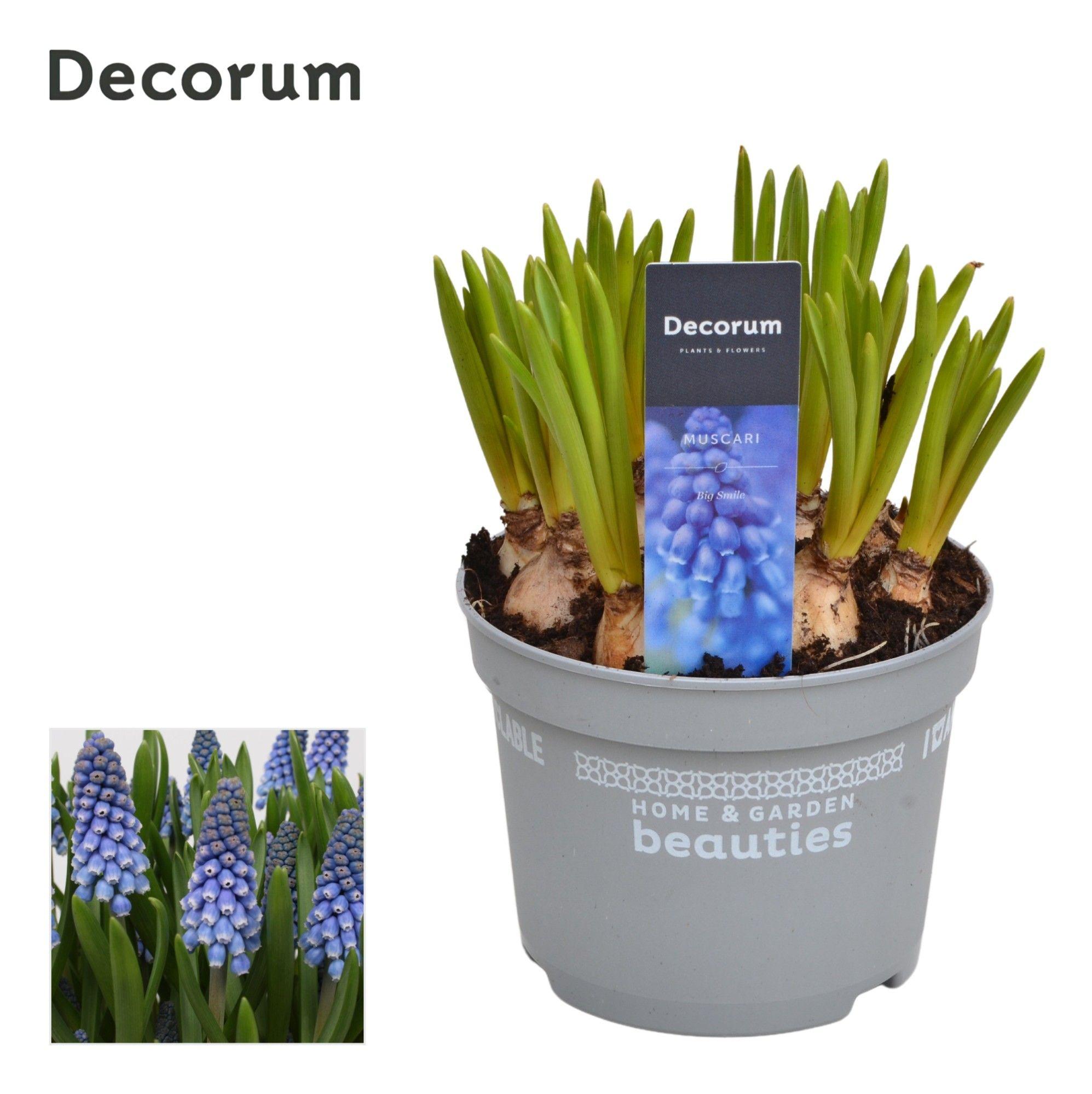 Горшечные цветы и растения оптом Muscari Big Smile (decorum) от 10шт из Голландии с доставкой по России Горшечные цветы и растения оптом Muscari Big Smile (decorum) от 10шт из Голландии с доставкой по России