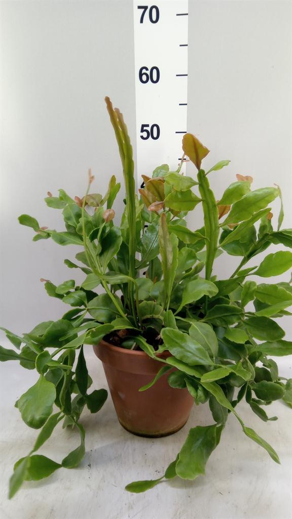Горшечные цветы и растения оптом Rhipsalis ... от 1шт из Голландии с доставкой по России