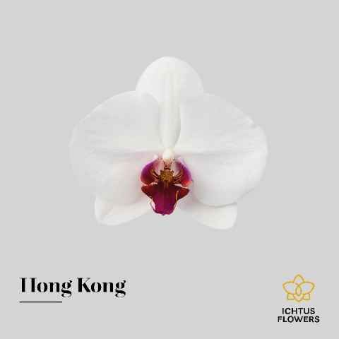 Срезанные цветы оптом Phalaenopsis red lips (per flower) от 100шт из Голландии с доставкой по России