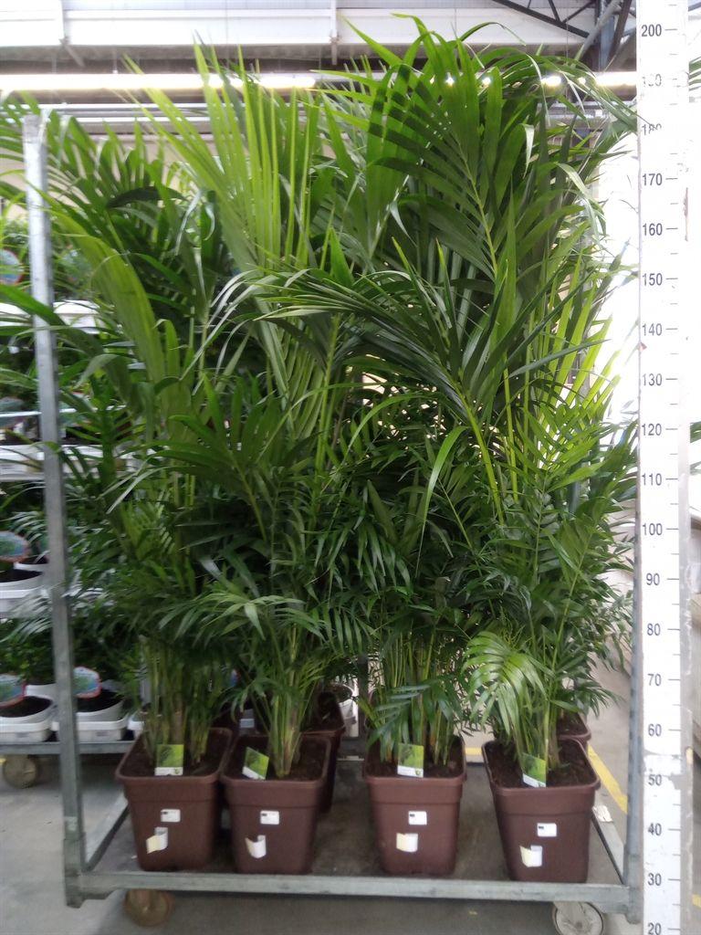 Горшечные цветы и растения оптом Palms   ...mix от 1шт из Голландии с доставкой по России