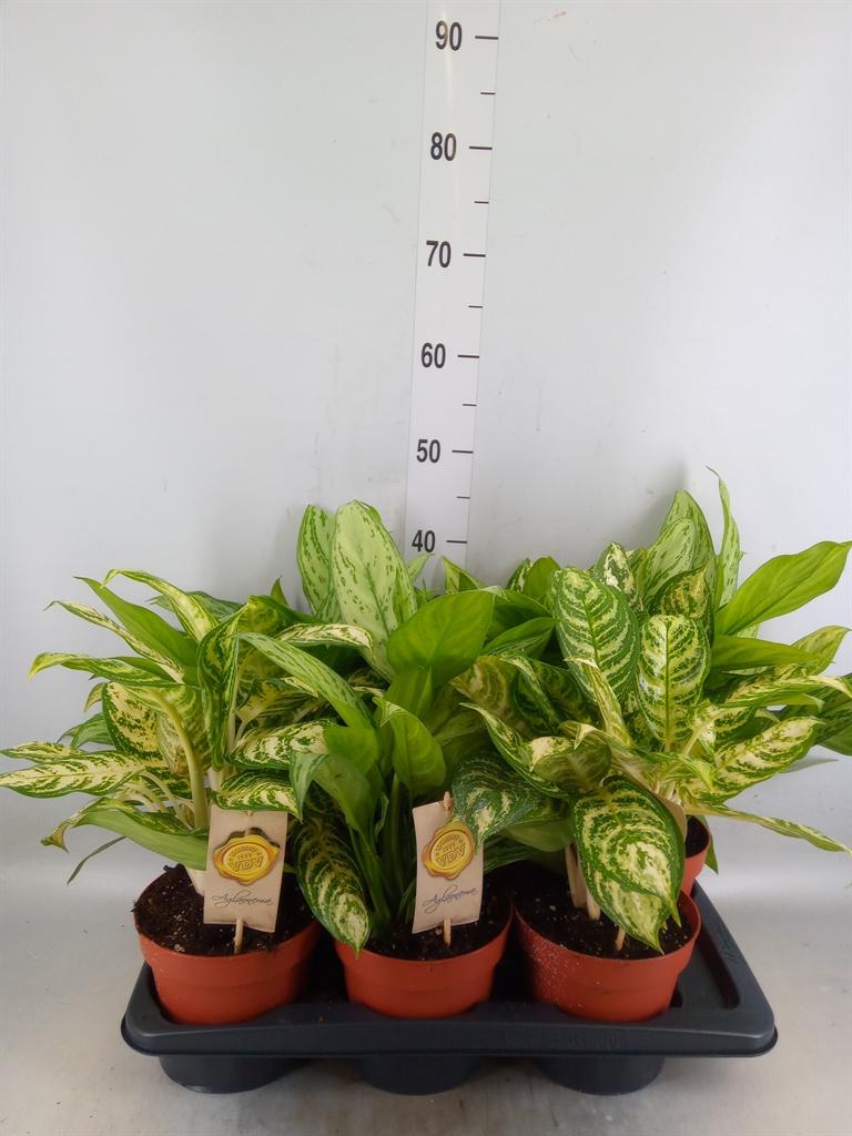 Горшечные цветы и растения оптом Aglaonema   ...mix от 6шт из Голландии с доставкой по России