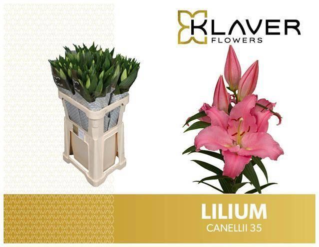 Срезанные цветы оптом Lilium or canelli от 40шт из Голландии с доставкой по России