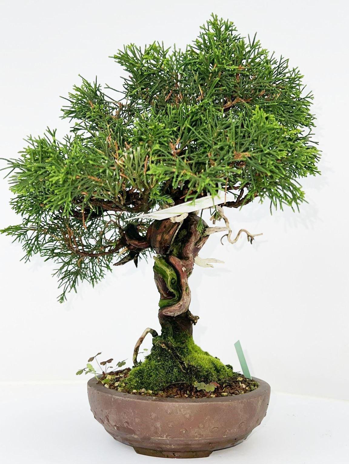 Горшечные цветы и растения оптом Juniperus Chinensis, 16cm., Height 40cm. (single I от 1шт из Голландии с доставкой по России