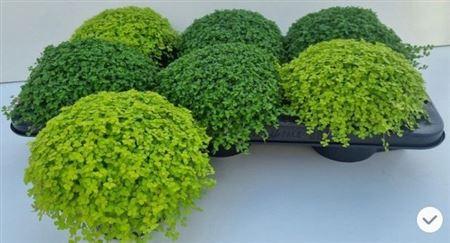 Горшечные цветы и растения оптом Solei Sol Gem 2 Srt от 6шт из Голландии с доставкой по России