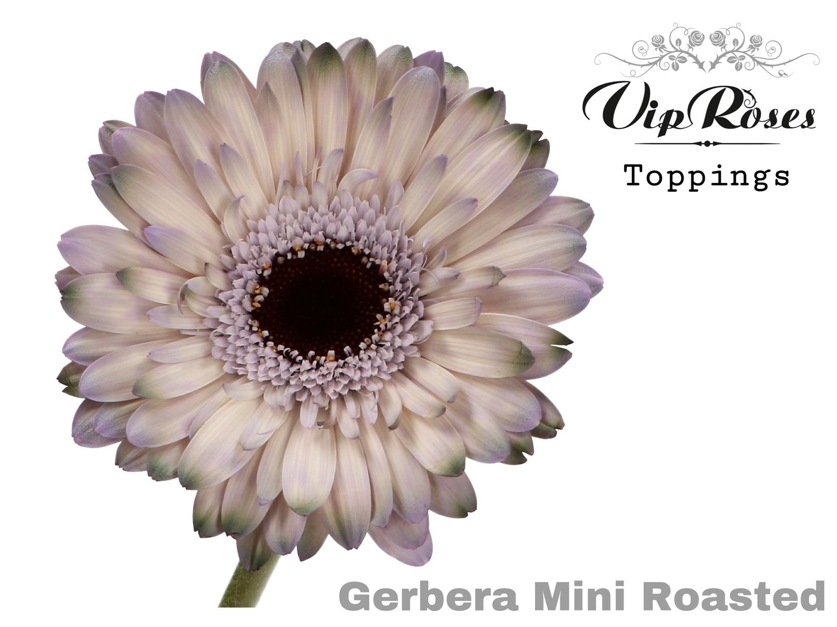 Срезанные цветы оптом Gerbera paint mini roasted от 40шт из Голландии с доставкой по России