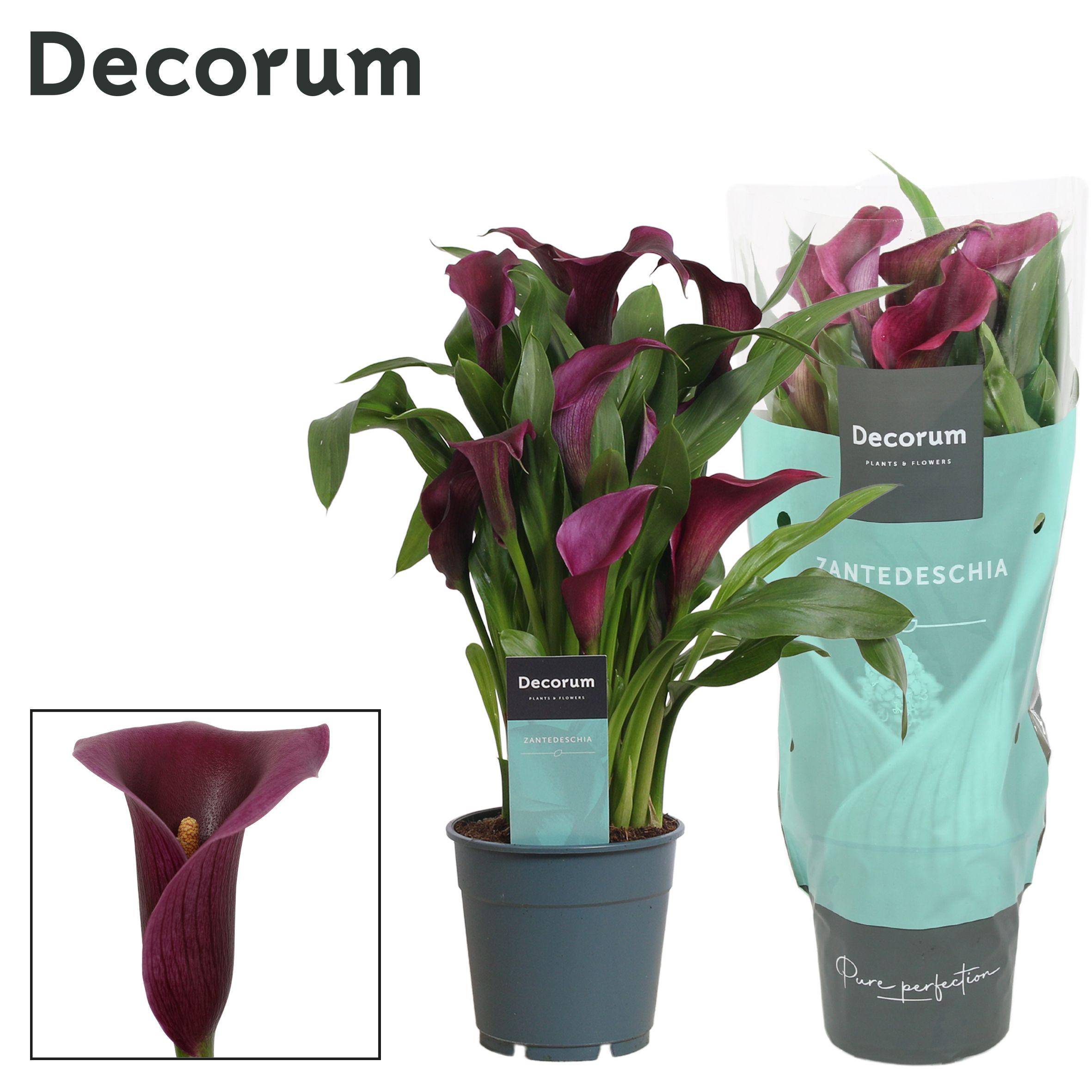 Горшечные цветы и растения оптом Zantedeschia Purple (decorum) от 10шт из Голландии с доставкой по России