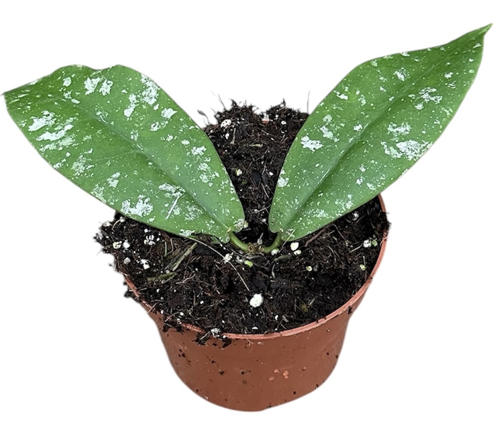 Горшечные цветы и растения оптом Hoya Mitrata Splash от 1шт из Голландии с доставкой по России