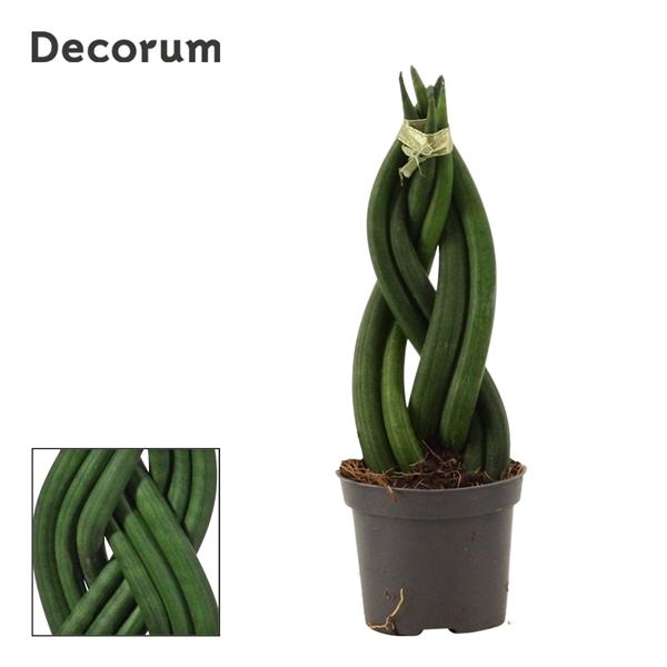 Горшечные цветы и растения оптом Sansevieria Cylindrica Braid (decorum) от 14шт (для телеги) из Голландии с доставкой по России
