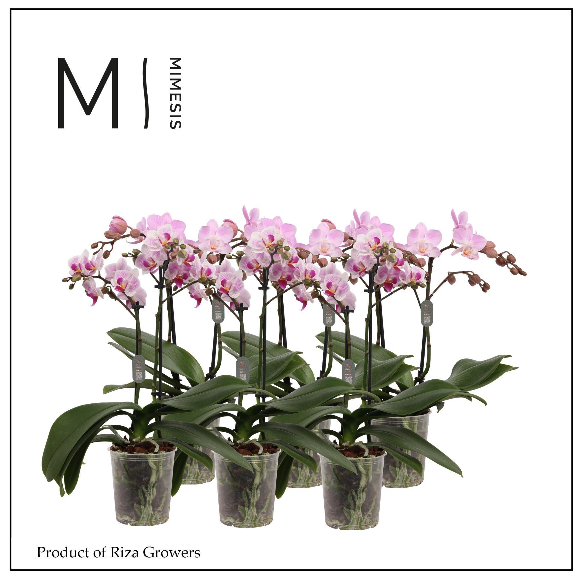 Горшечные цветы и растения оптом Phal 2st Light Pink 16+ (tog) от 12шт (для телеги) из Голландии с доставкой по России