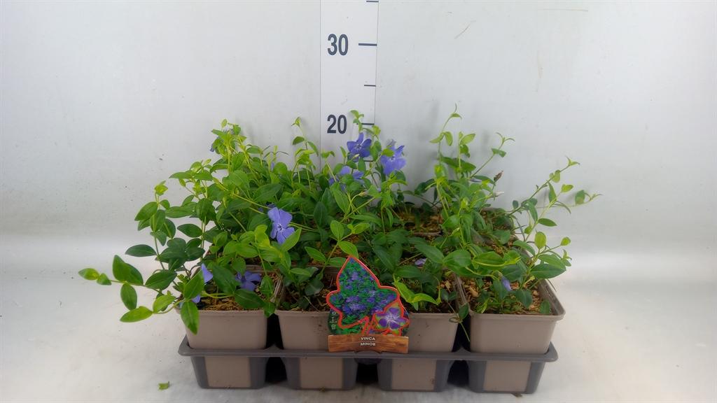 Горшечные цветы и растения оптом Vinca Minor от 12шт (для телеги) из Голландии с доставкой по России
