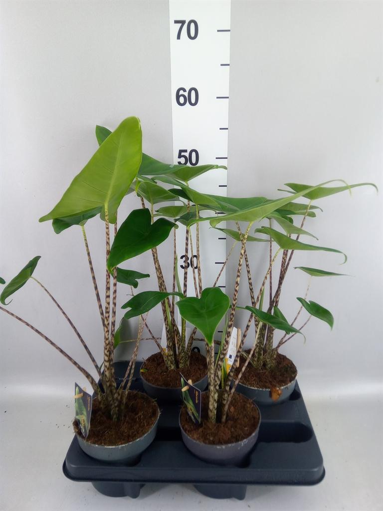 Горшечные цветы и растения оптом Alocasia Zebrina A от 4шт (для телеги) из Голландии с доставкой по России