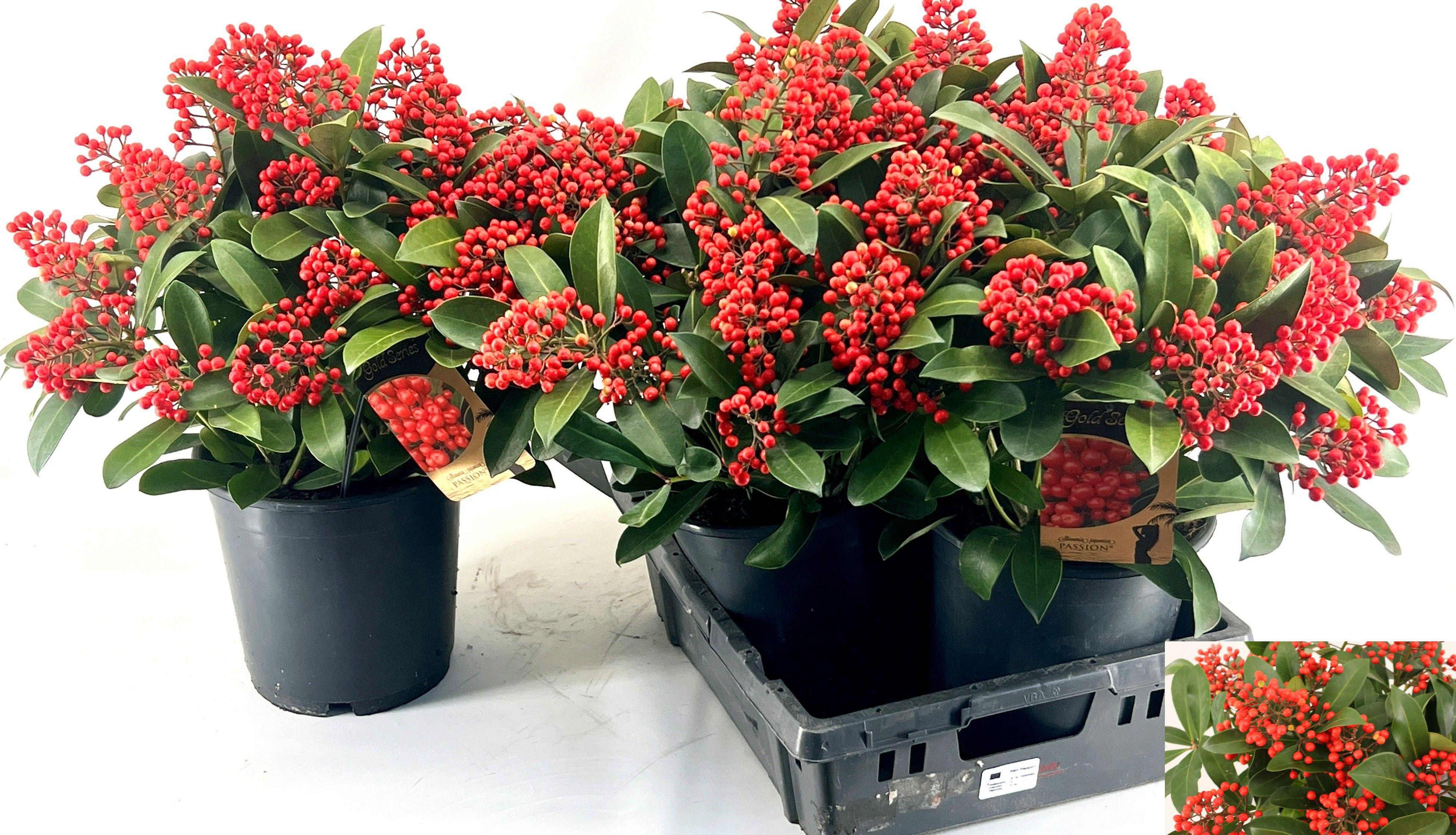 Горшечные цветы и растения оптом Skim J Passion от 3шт из Голландии с доставкой по России