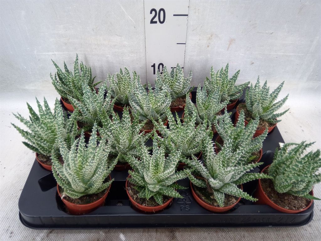 Горшечные цветы и растения оптом Aloe Humilis от 16шт из Голландии с доставкой по России