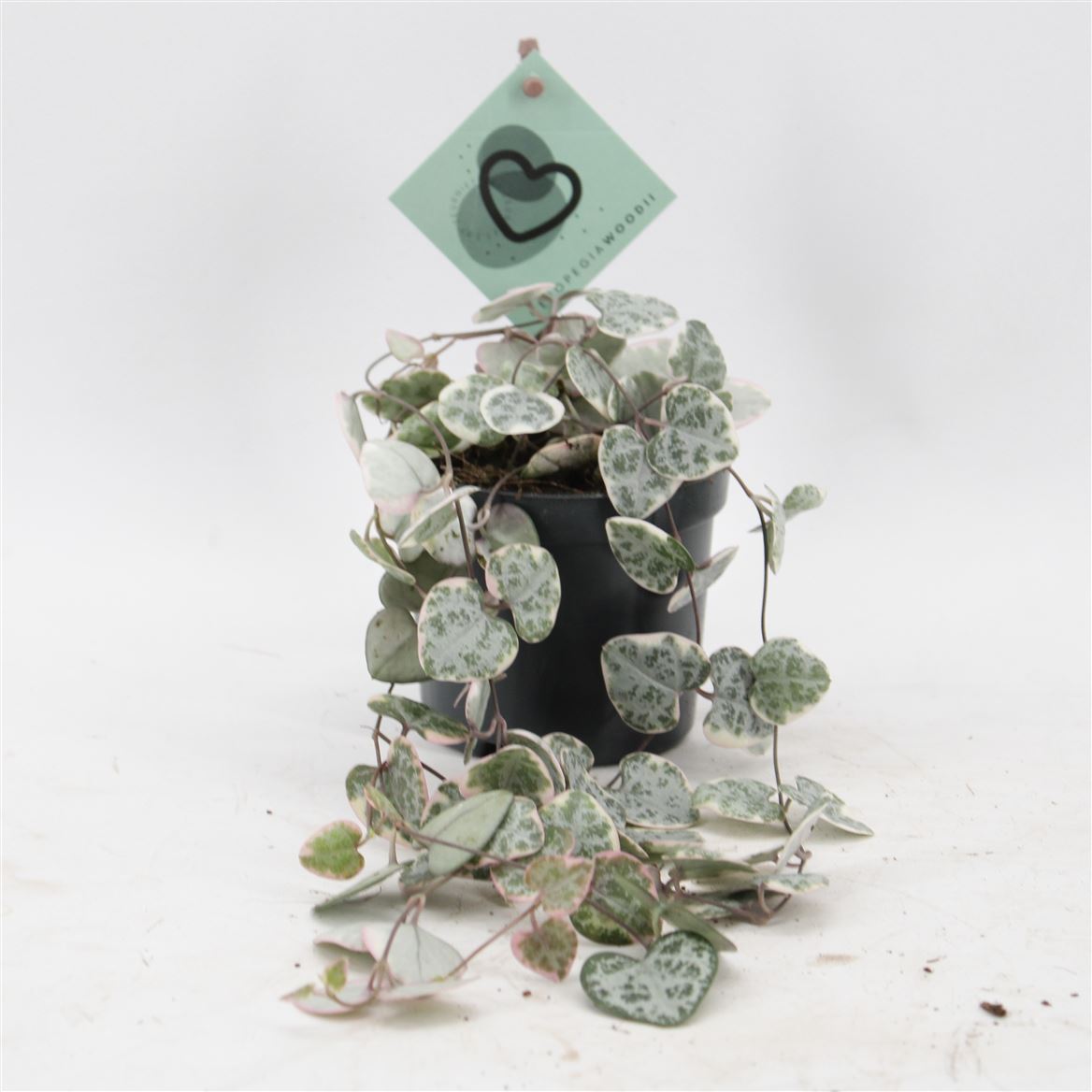 Горшечные цветы и растения оптом Ceropegia Woodii Variegata от 20шт (для телеги) из Голландии с доставкой по России