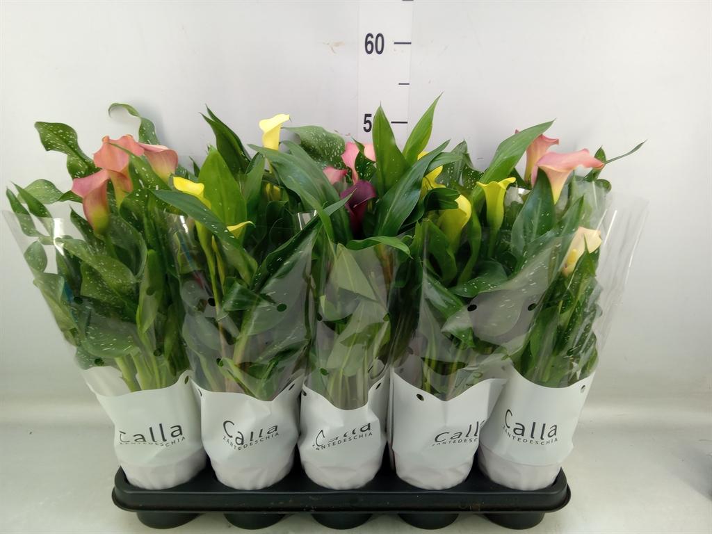 Горшечные цветы и растения оптом Zantedeschia   ...mix 3 от 10шт из Голландии с доставкой по России