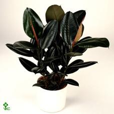 Горшечные цветы и растения оптом Ficus El Abidjan In Bowl от 2шт из Голландии с доставкой по России