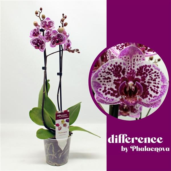 Горшечные цветы и растения оптом Phal 2st Happy Gir 18+ (phalaenova) от 10шт из Голландии с доставкой по России