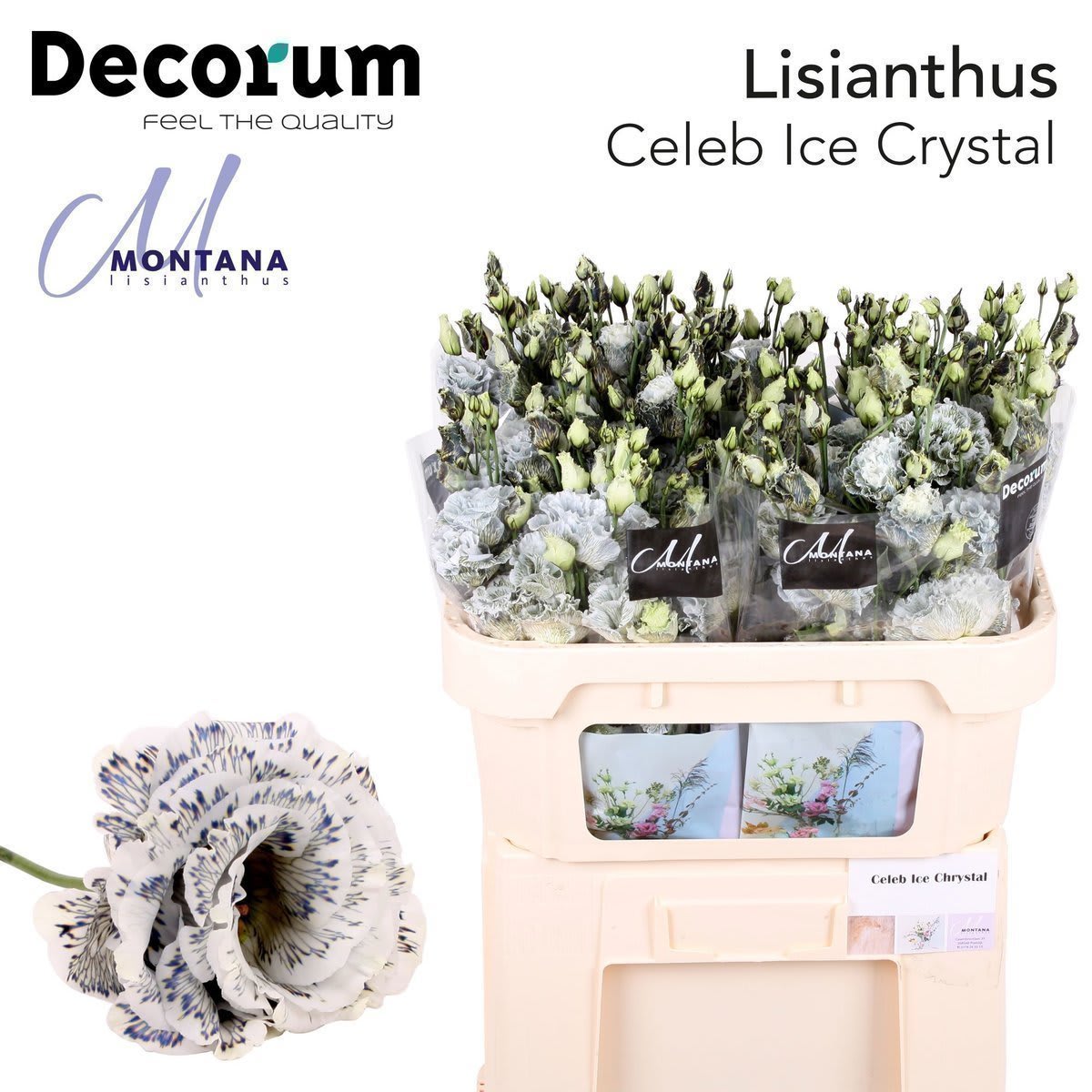 Срезанные цветы оптом Lisianthus do paint celeb ice crystal от 140шт из Голландии с доставкой по России
