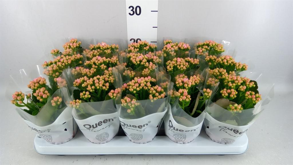 Горшечные цветы и растения оптом Kalanchoe moreflow Lillian от 15шт (для телеги) из Голландии с доставкой по России