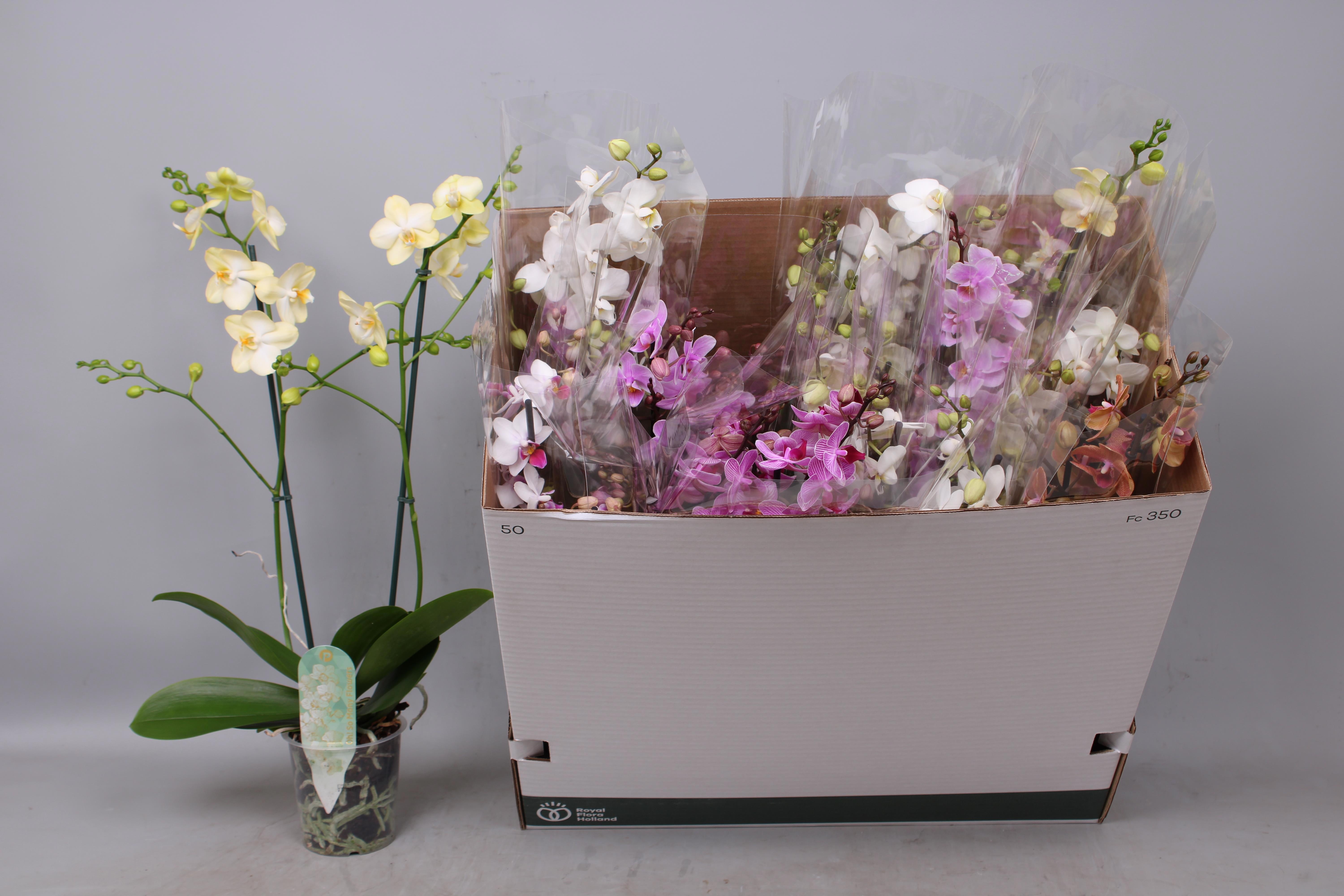 Горшечные цветы и растения оптом Phal Mf Gem 5 Kl от 12шт из Голландии с доставкой по России