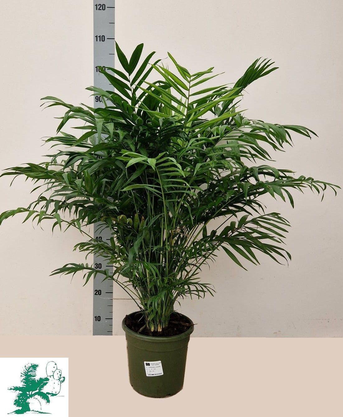 Горшечные цветы и растения оптом Chamaed Elegans от 1шт из Голландии с доставкой по России