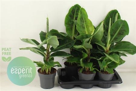 Горшечные цветы и растения оптом Musa Ov от 6шт из Голландии с доставкой по России