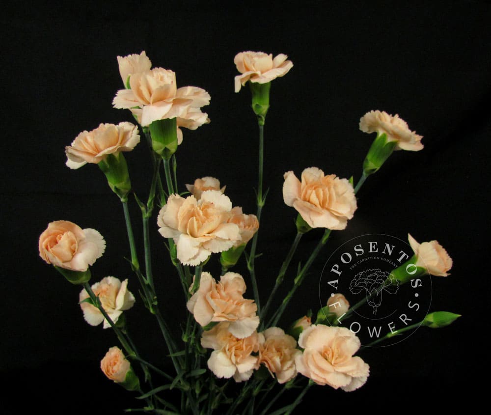 Срезанные цветы оптом Dianthus sp hamada от 80шт из Голландии с доставкой по России