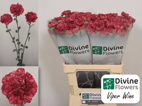 Срезанные цветы оптом Dianthus st viper wine от 80шт. из Голландии с доставкой по России