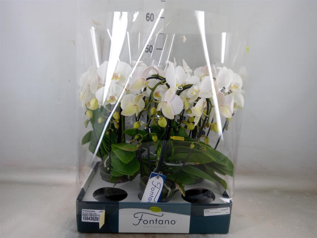 Горшечные цветы и растения оптом Phalaenopsis   ...white от 3шт из Голландии с доставкой по России