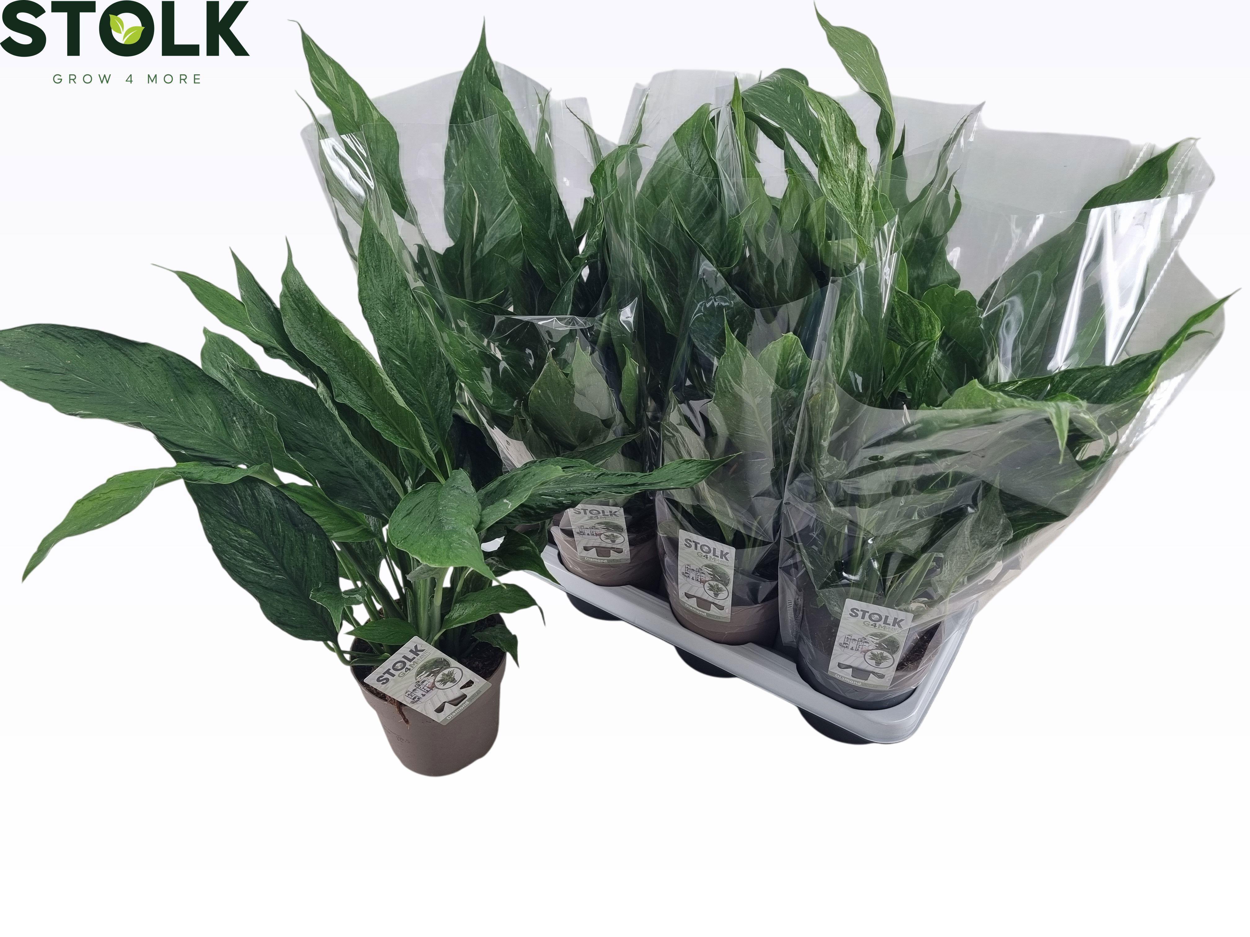 Горшечные цветы и растения оптом Spath Diamond от 8шт из Голландии с доставкой по России