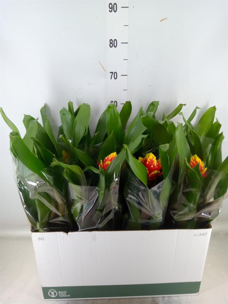 Горшечные цветы и растения оптом Guzmania   ... от 8шт из Голландии с доставкой по России