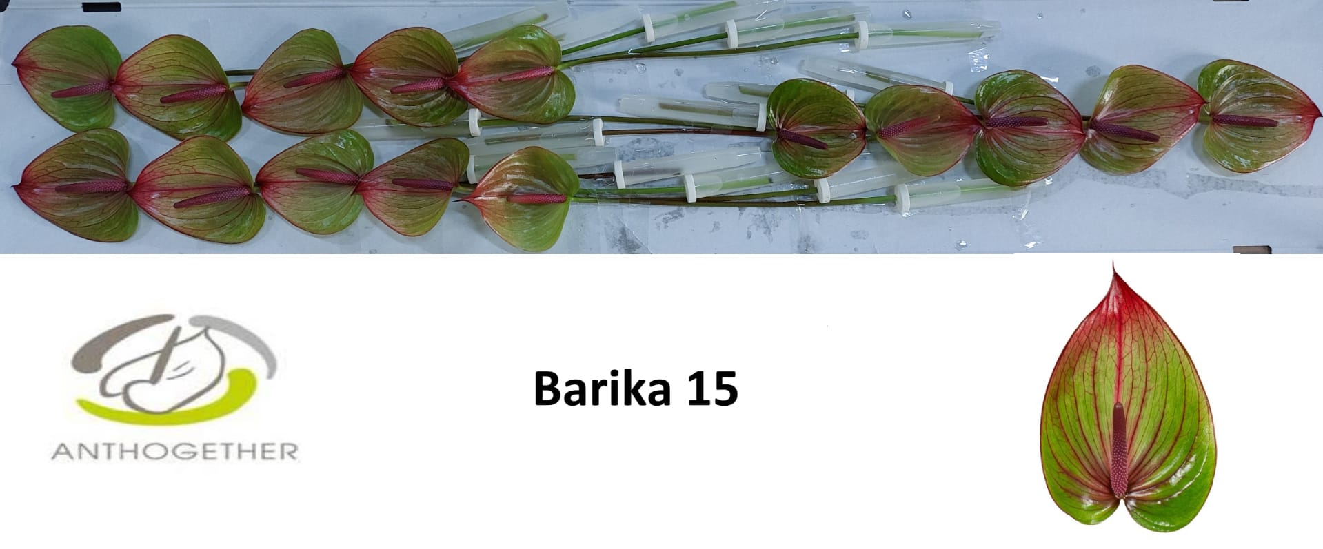 Срезанные цветы оптом Anthurium barika от 15шт из Голландии с доставкой по России