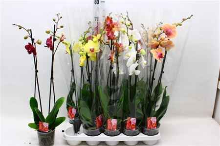 Горшечные цветы и растения оптом Phal Gem 6 Kl 2 Branches 18+ от 10шт из Голландии с доставкой по России