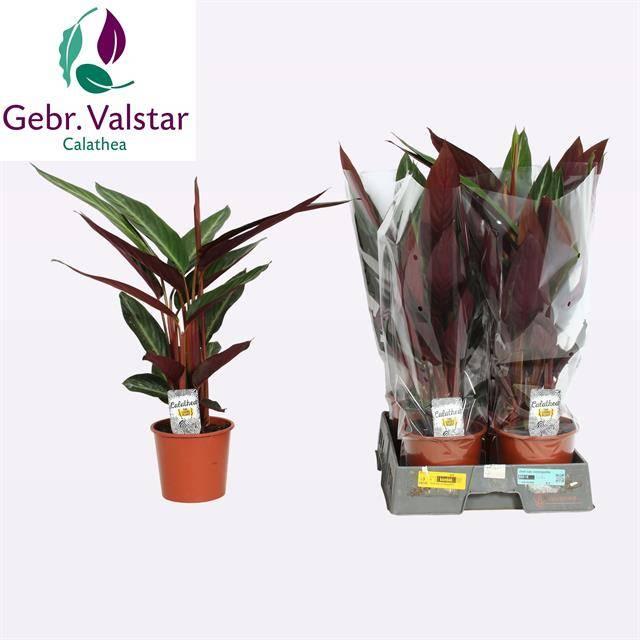 Горшечные цветы и растения оптом Strom Sa Stripestar от 6шт из Голландии с доставкой по России