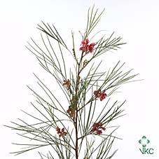 Срезанные цветы оптом Grevillea johnsonii от 30шт из Голландии с доставкой по России