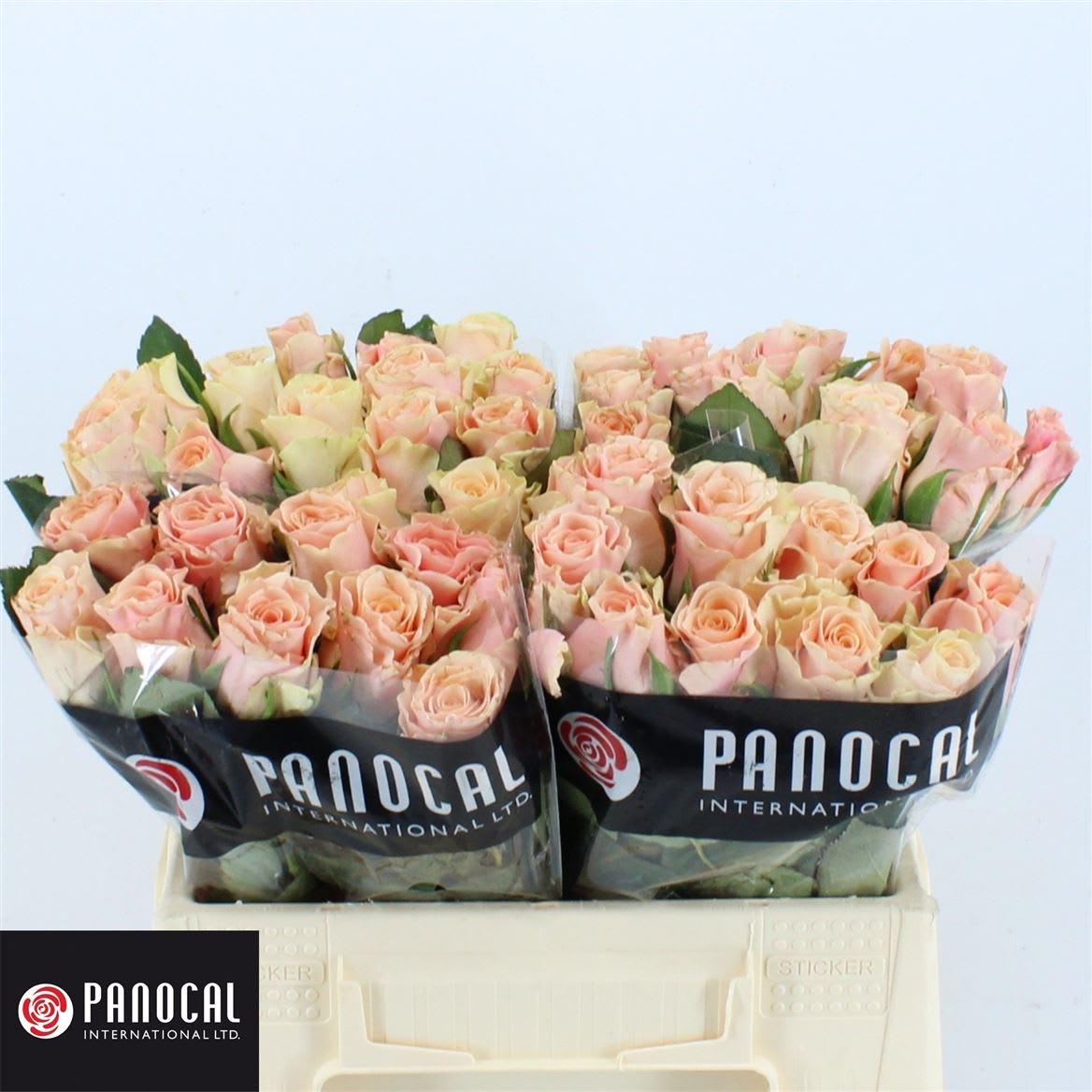 Срезанные цветы оптом Rosa large sweet tacazzi от 50шт из Голландии с доставкой по России