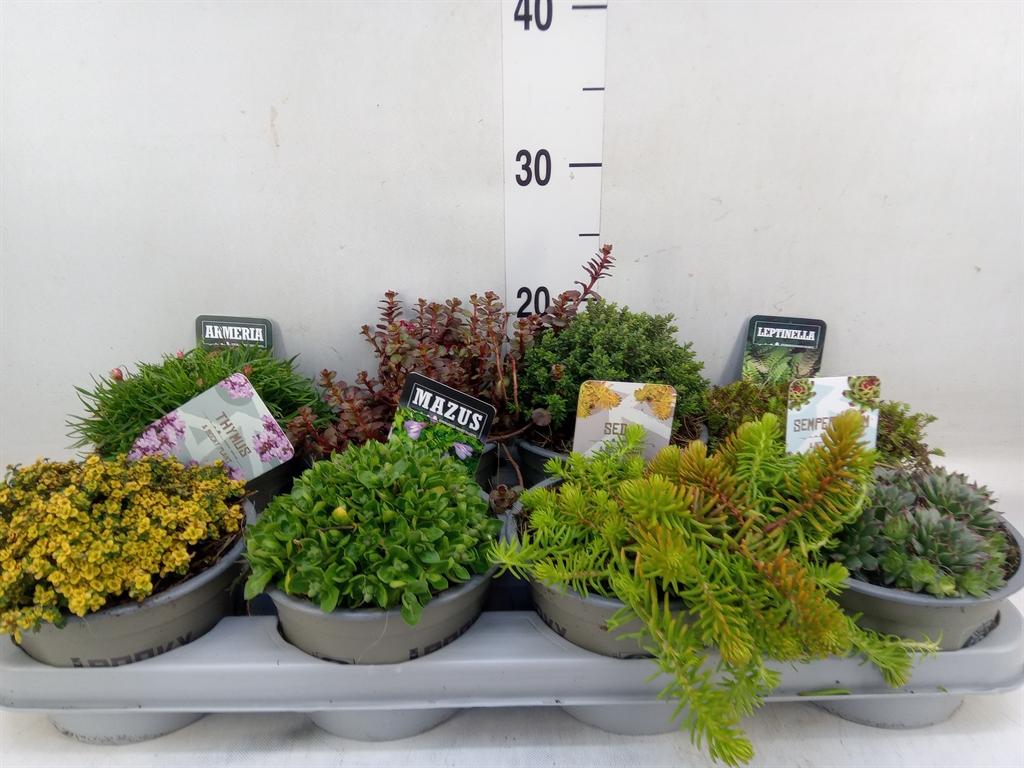 Горшечные цветы и растения оптом Sedum   ... от 8шт из Голландии с доставкой по России