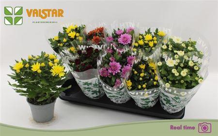 Горшечные цветы и растения оптом Chrys Gem 5 Kl от 10шт из Голландии с доставкой по России